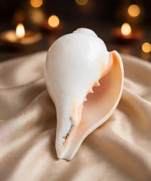 Divine_Harmony:_Jellybean_Retails_Vamavarti_Original_Loud_Blowing_Shankh|Conch_For_Pooja_-