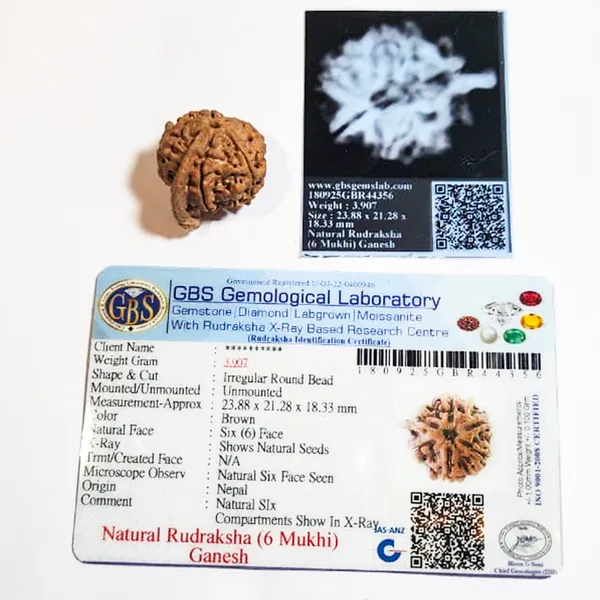 Ganesh_Mukhi_Nepali_Rudraksha