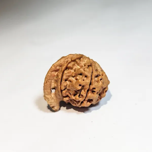 Ganesh_Mukhi_Nepali_Rudraksha