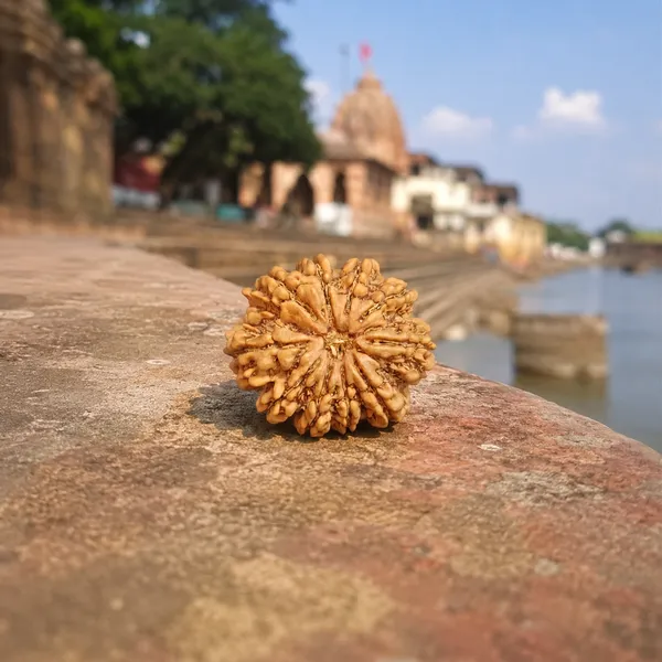 10_Mukhi_Nepali_Rudraksha