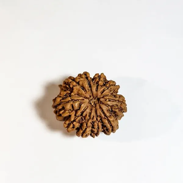 10_Mukhi_Nepali_Rudraksha