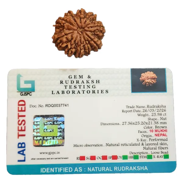 10_Mukhi_Nepali_Rudraksha