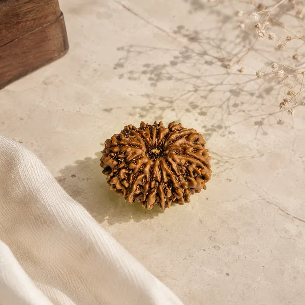 12_Mukhi_Nepali_Rudraksha