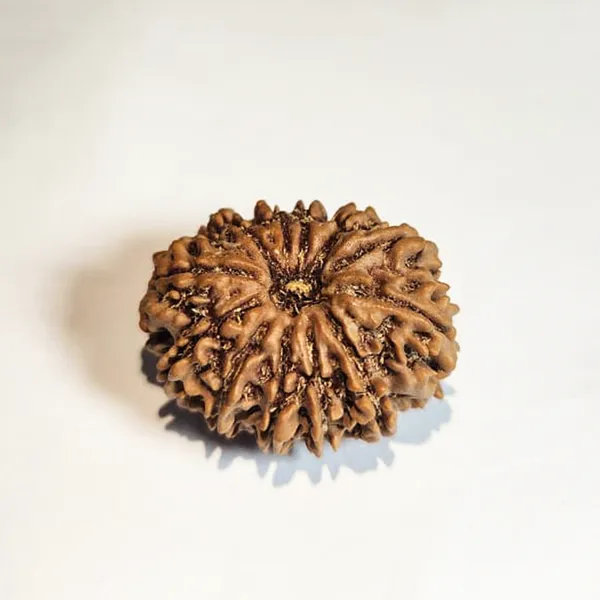 12_Mukhi_Nepali_Rudraksha