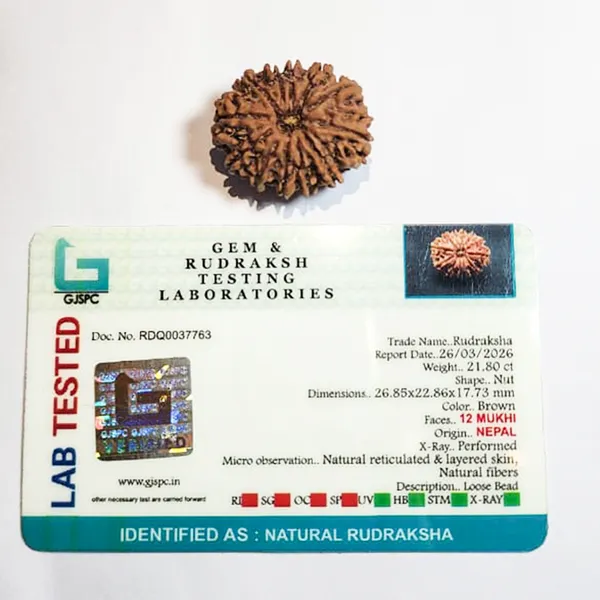 12_Mukhi_Nepali_Rudraksha