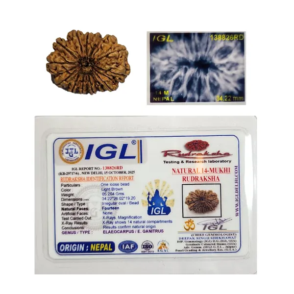 14_Mukhi_Nepali_Rudraksha