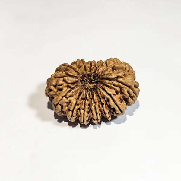 14_Mukhi_Nepali_Rudraksha