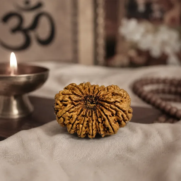 14_Mukhi_Nepali_Rudraksha