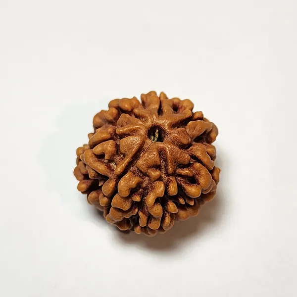 7_Mukhi_Nepali_Rudraksha