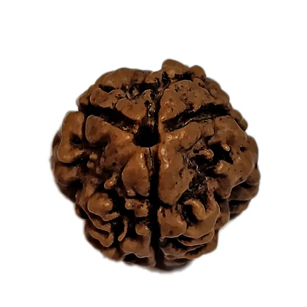 3_Mukhi_Nepali_Rudraksha