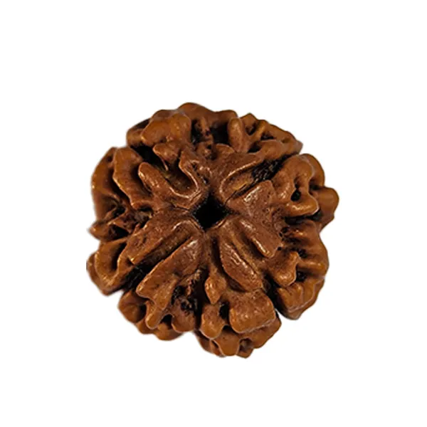 4_Mukhi_Nepali_Rudraksha
