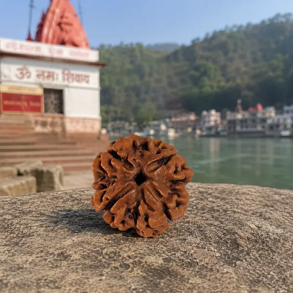 4_Mukhi_Nepali_Rudraksha