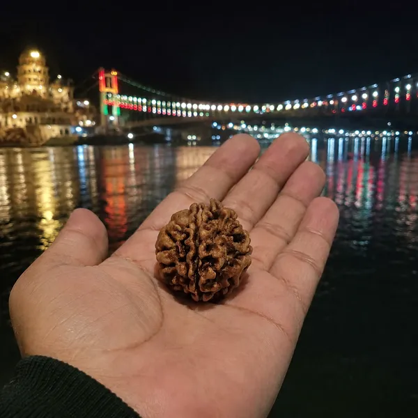 1_Mukhi_Nepali_Rudraksha_Round