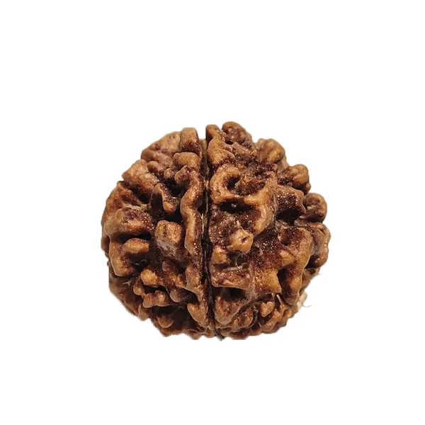 1_Mukhi_Nepali_Rudraksha_Round