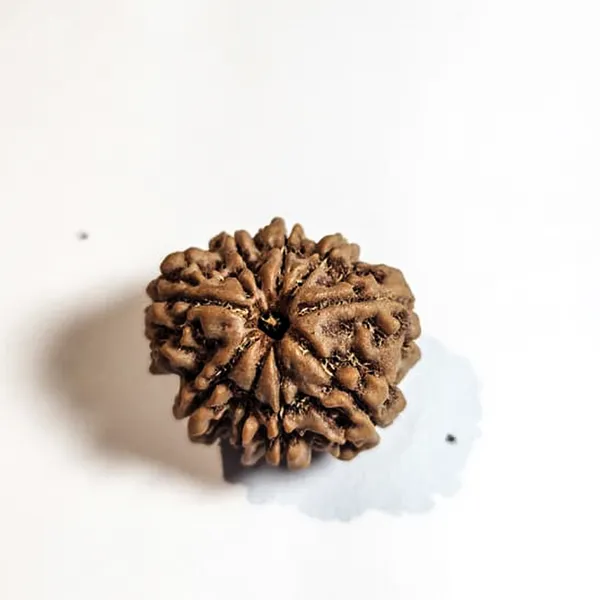 9_Mukhi_Nepali_Rudraksha
