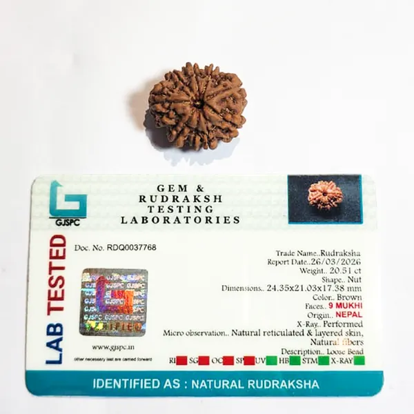 9_Mukhi_Nepali_Rudraksha
