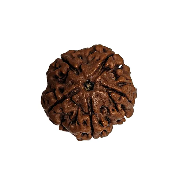 5_Mukhi_Nepali_Rudraksha