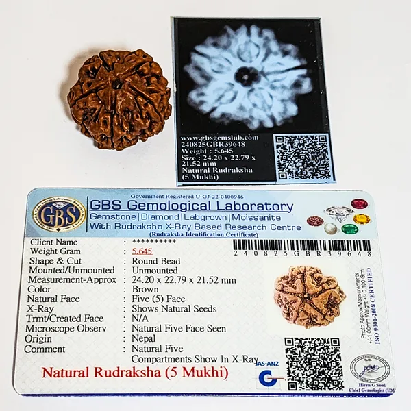 5_Mukhi_Nepali_Rudraksha