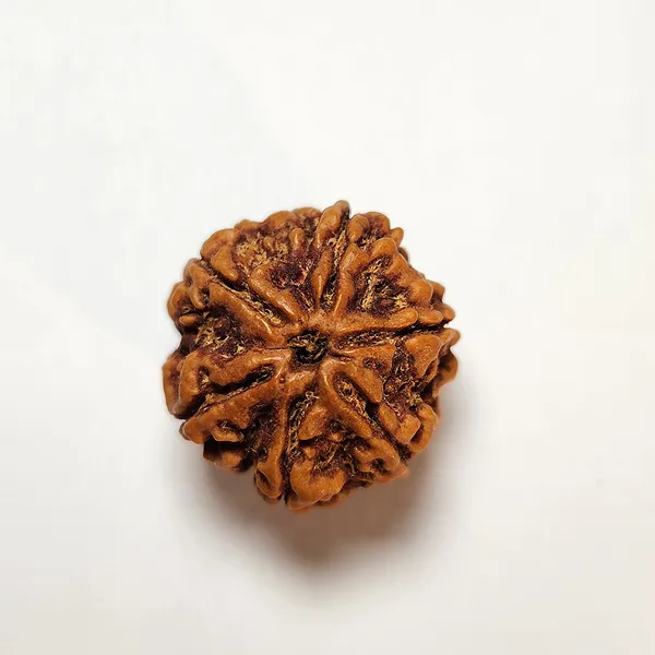 6_Mukhi_Nepali_Rudraksha