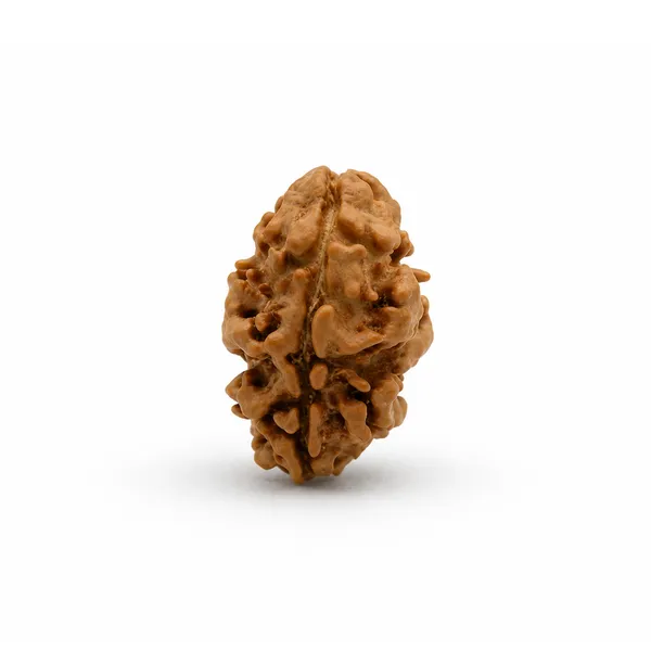 2_Mukhi_Nepali_Rudraksha_Oval