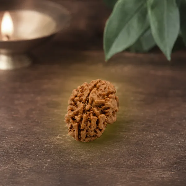 2_Mukhi_Nepali_Rudraksha_Oval