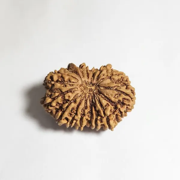 16_Mukhi_Nepali_Rudraksha
