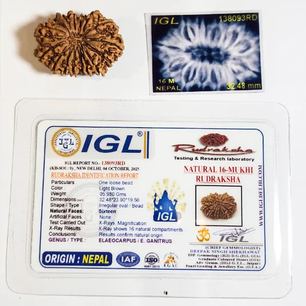 16_Mukhi_Nepali_Rudraksha