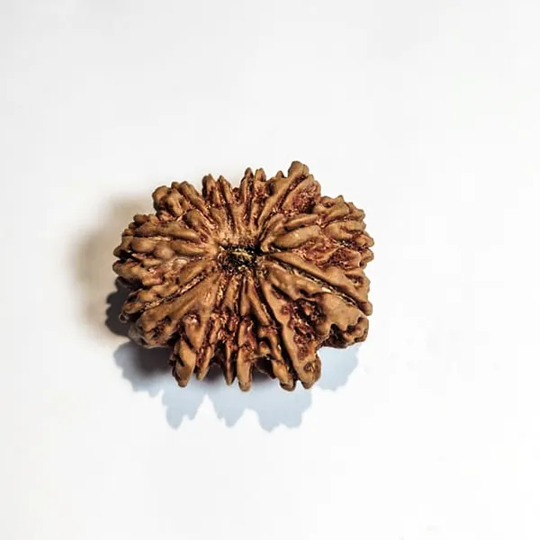 11_Mukhi_Nepali_Rudraksha