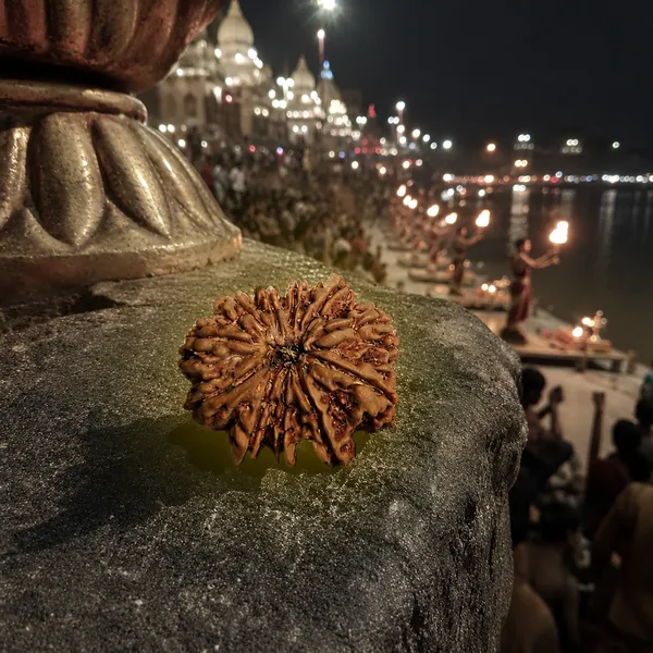 11_Mukhi_Nepali_Rudraksha