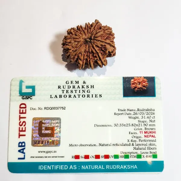11_Mukhi_Nepali_Rudraksha