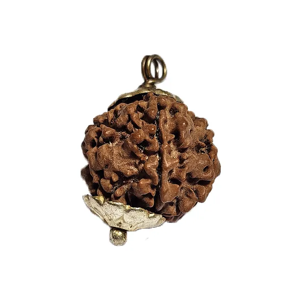 2_Mukhi_Nepali_Rudraksha_Round