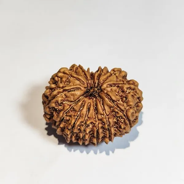 13_Mukhi_Nepali_Rudraksha