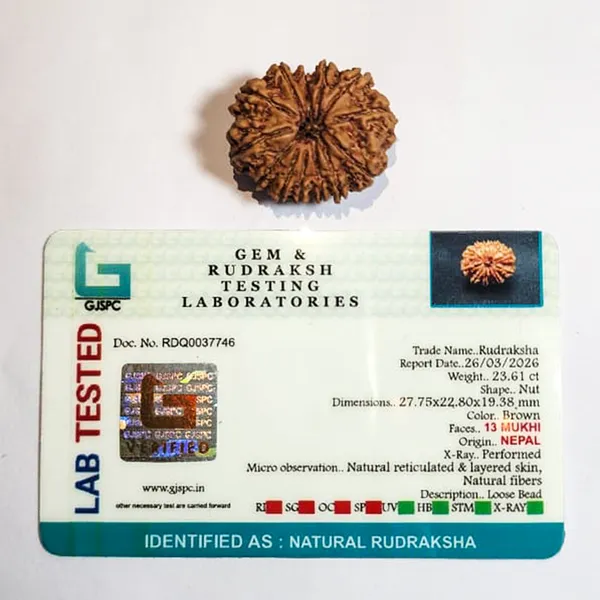13_Mukhi_Nepali_Rudraksha