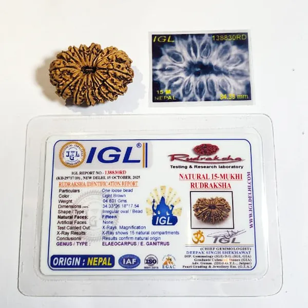 15_Mukhi_Nepali_Rudraksha