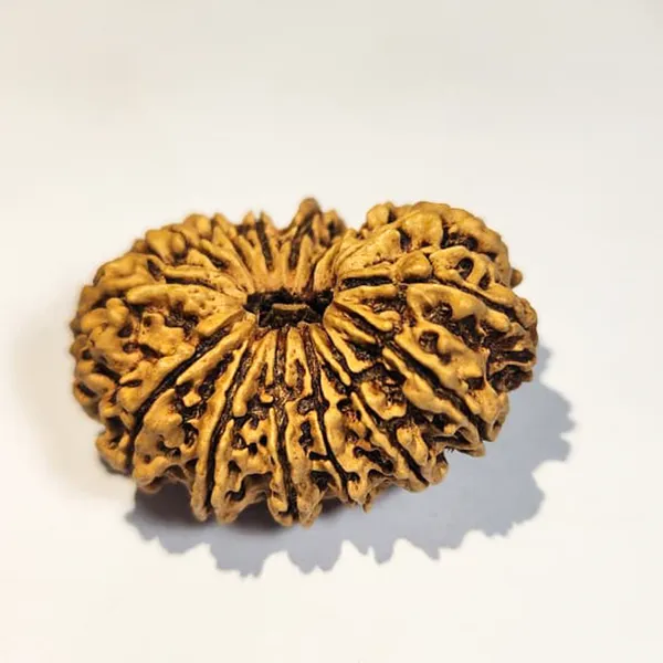 15_Mukhi_Nepali_Rudraksha