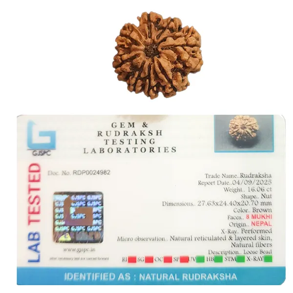 8_Mukhi_Nepali_Rudraksha