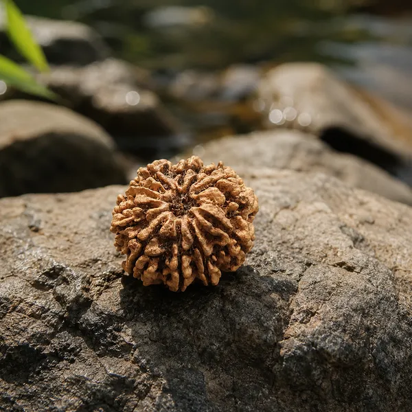 8_Mukhi_Nepali_Rudraksha