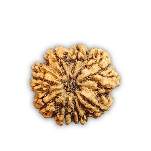 8_Mukhi_Nepali_Rudraksha