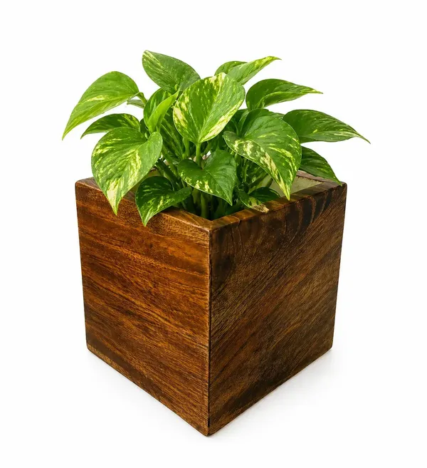 Mango_Wood_Natural_Finish_Square_Planter_Pot