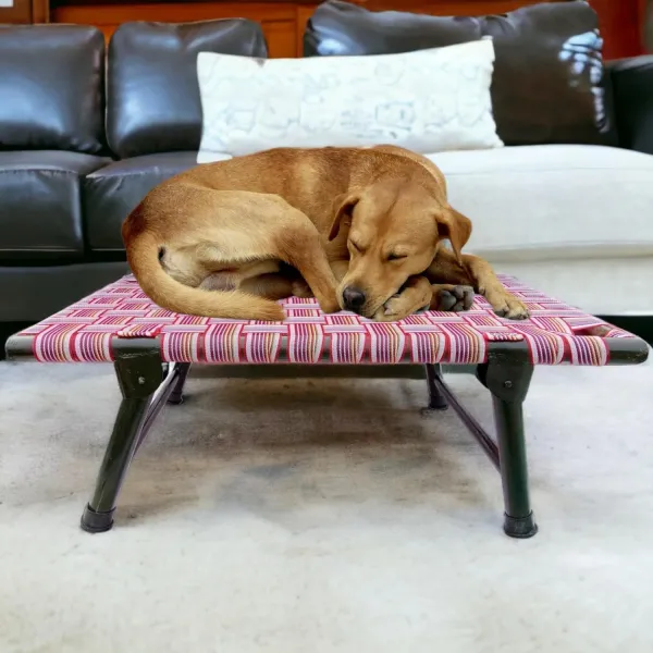 Folding_Dog_Bed_Cot_With_Sturdy_Iron_Frame_42_X_24_Inch_Elevated_Breathable_Pet_Charpai_With_6_Leg_Support_Multicolor