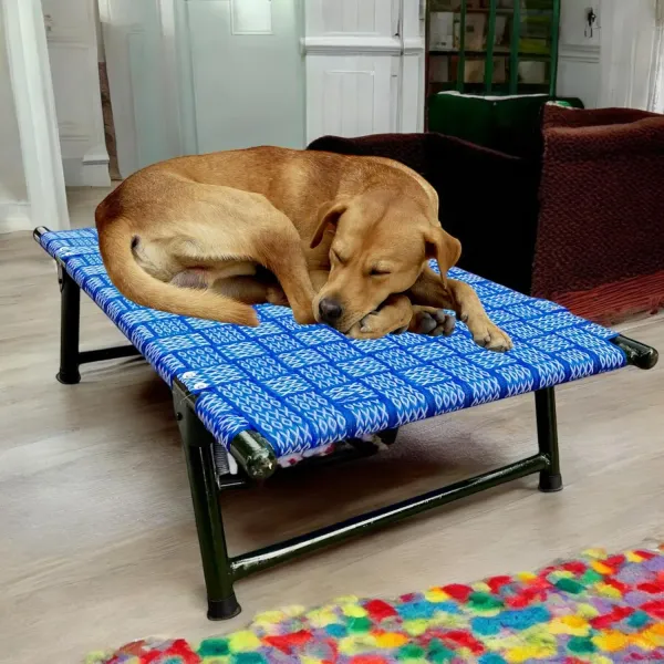 Folding_Dog_Bed_Cot_With_Sturdy_Iron_Frame_42_X_24_Inch_Elevated_Breathable_Pet_Charpai_With_6_Leg_Support_Multicolor
