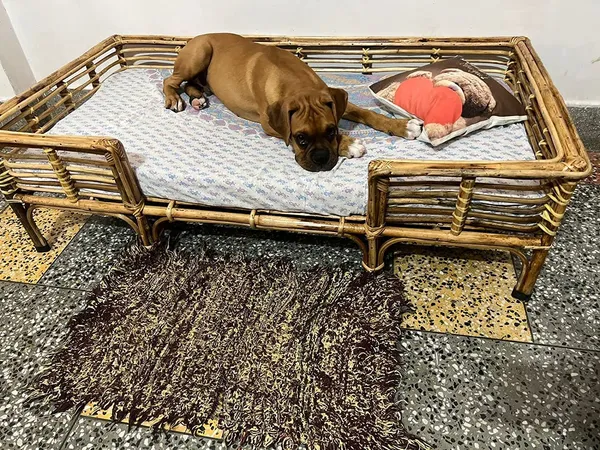 Extra_Large_Bamboo_Cane_Dog_Bed_48_X_24_Inch_Wooden_Finish_Pet_Sofa_For_Big_Breeds_Akita_Malinois_Shepherd_With_Foam_Mattress