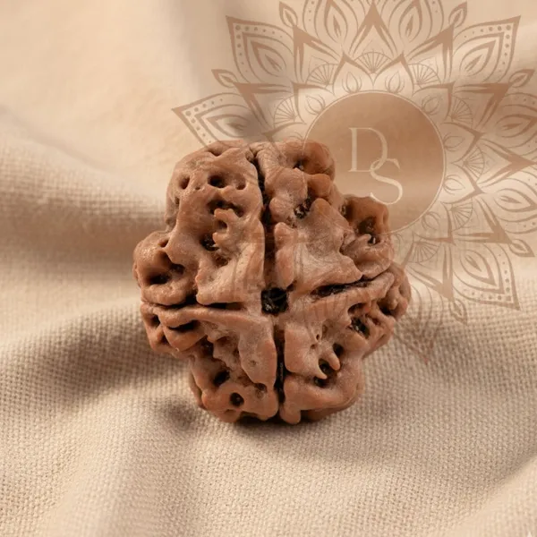 4_Mukhi_Rudraksha_Bead_(Indonesian)