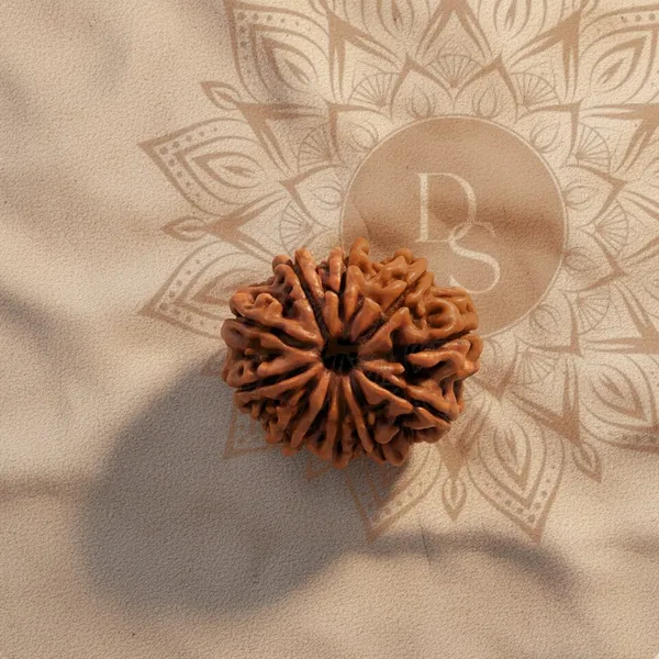 10_Mukhi_Rudraksha_Bead_(Indonesian)