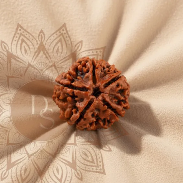 5_Mukhi_Rudraksha_Bead_(Nepali)