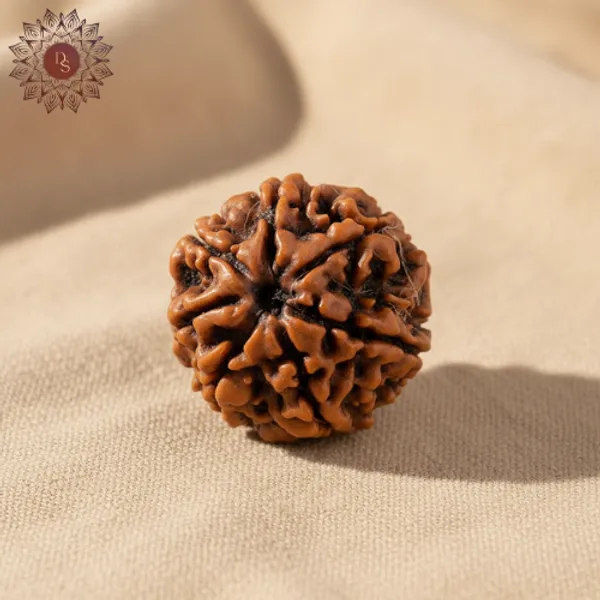 7_Mukhi_Rudraksha_Bead_(Nepali)