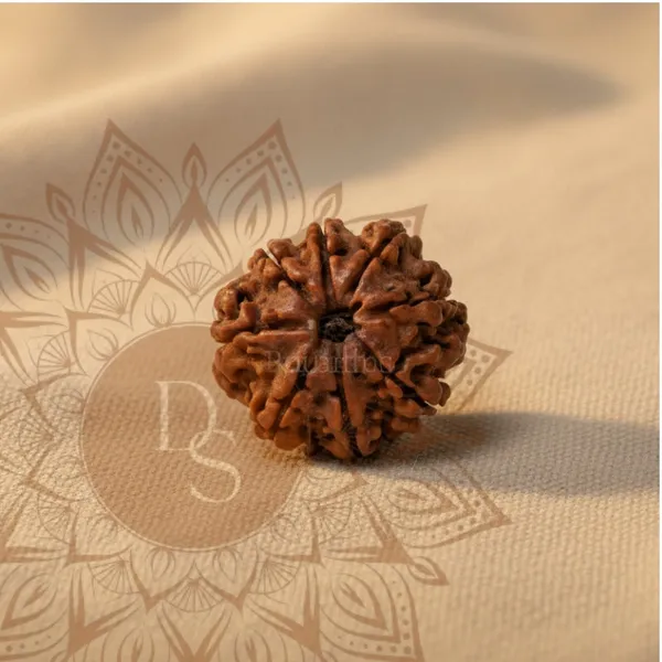 8_Mukhi_Rudraksha_Bead_(Nepali)