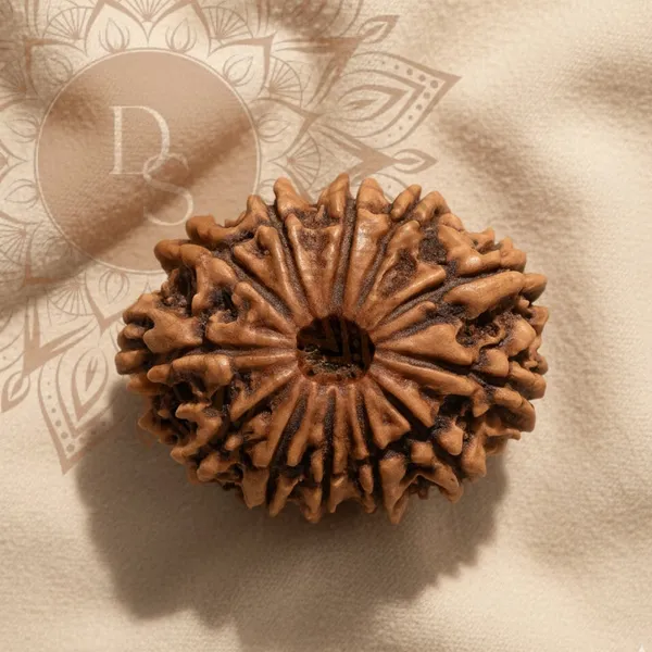 13_Mukhi_Rudraksha_Bead_(Indonesian)