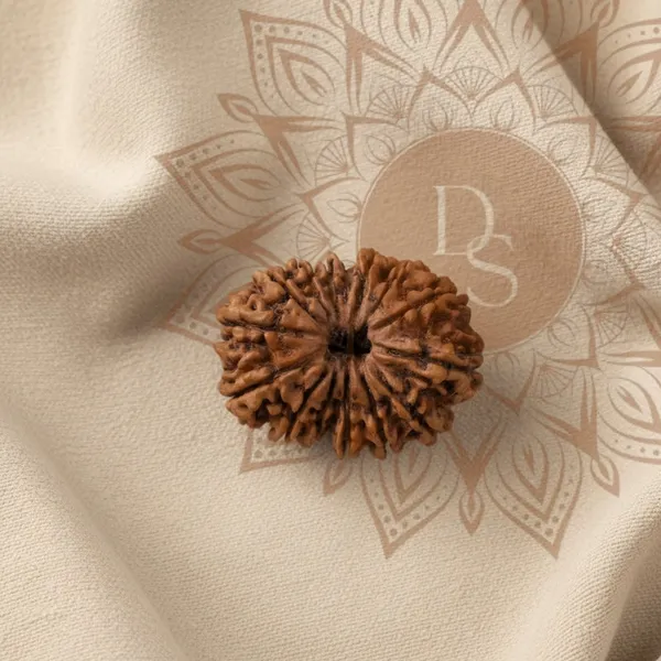 14_Mukhi_Rudraksha_Bead_(Nepali)
