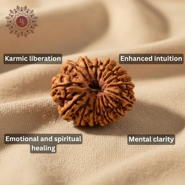 15_Mukhi_Rudraksha_Bead_(Indonesian)
